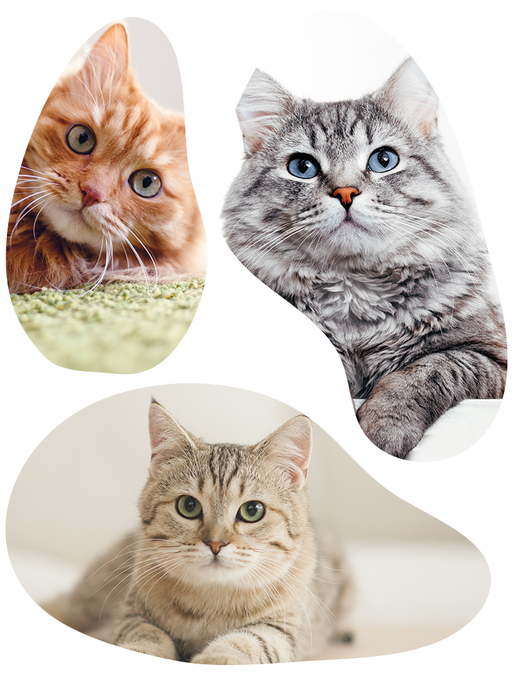 犬猫自然療法動物病院